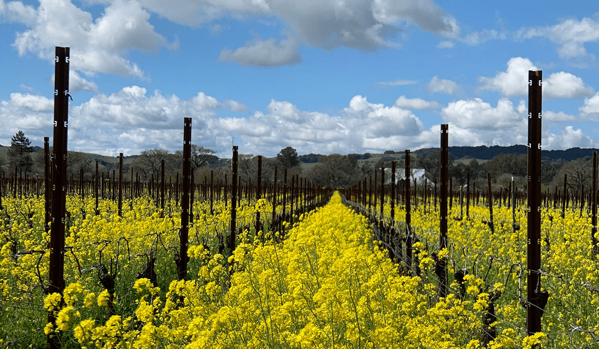 Highway 12 Vineyards and Winery