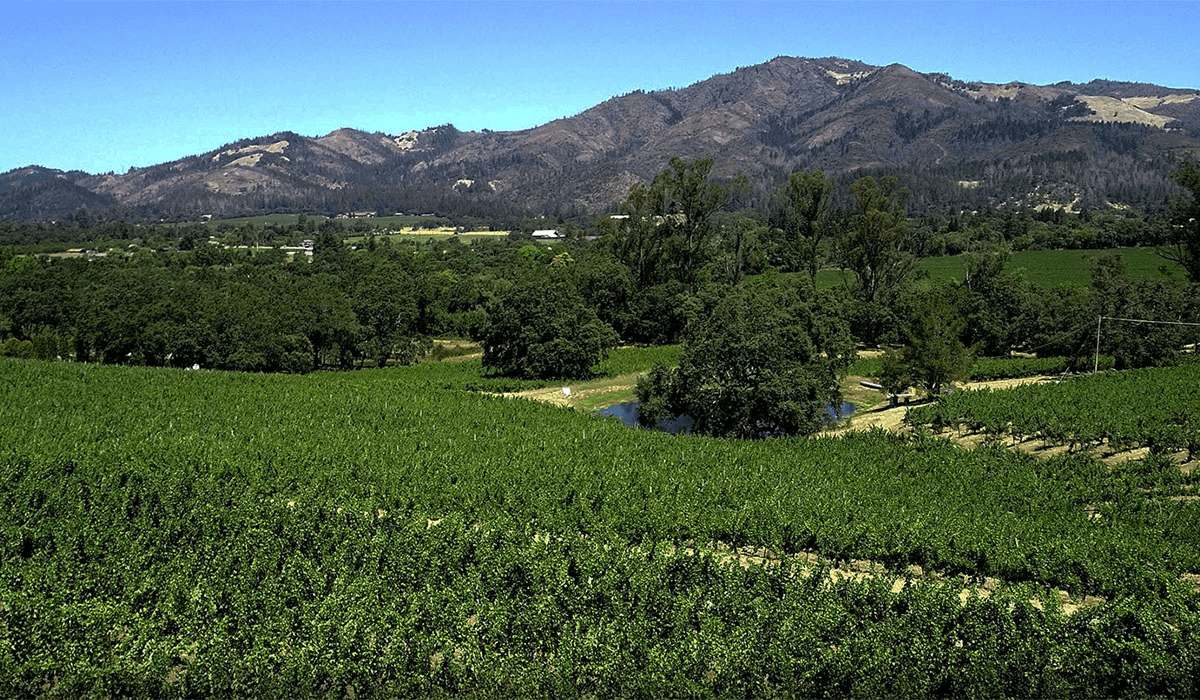 Highway 12 Vineyards and Winery